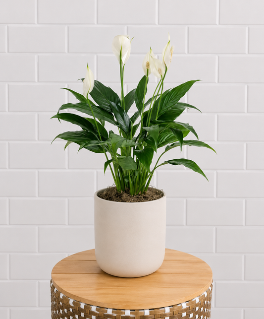 Peace Lily Plant
