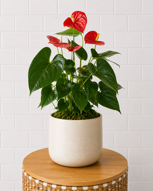 Anthurium