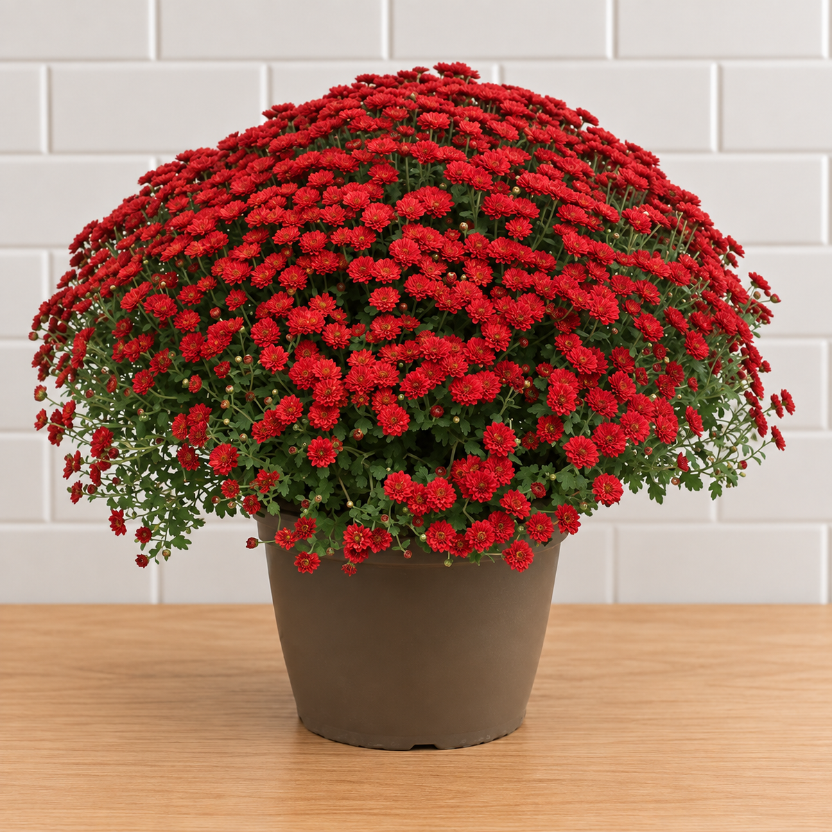 Jumbo Mum