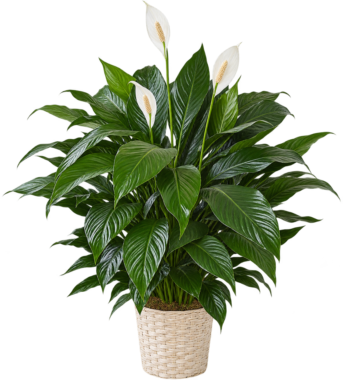 Peace Lily Plant