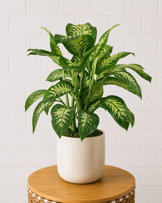 Designer's Choice Plant