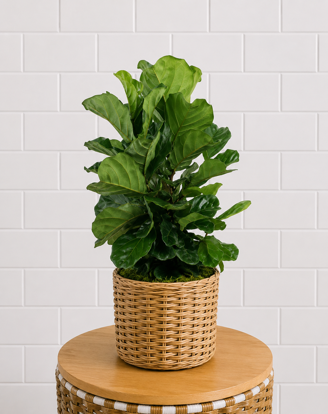 Designer's Choice Plant
